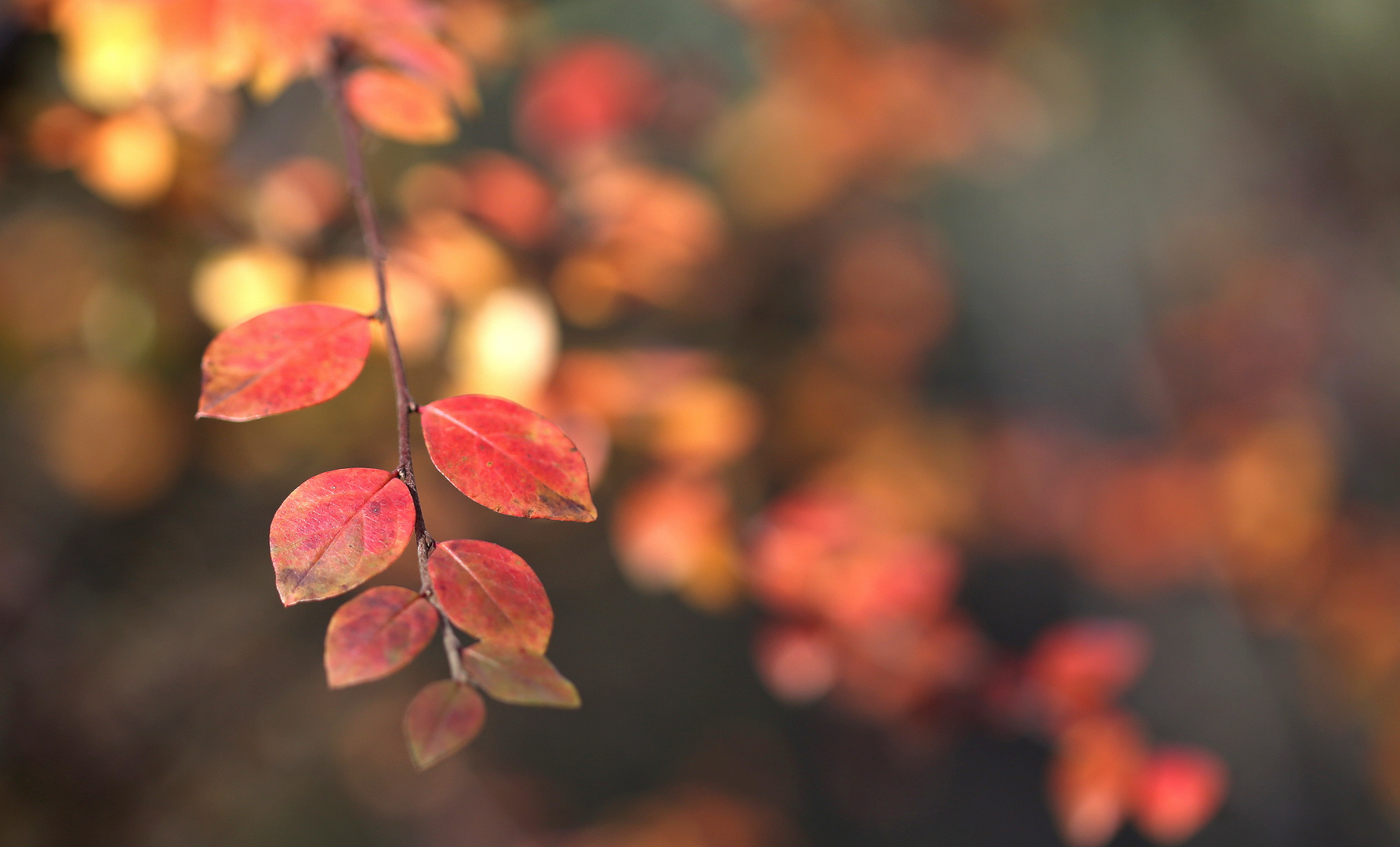 Cotoneaster im Herbst