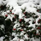 Cotoneaster im Winter