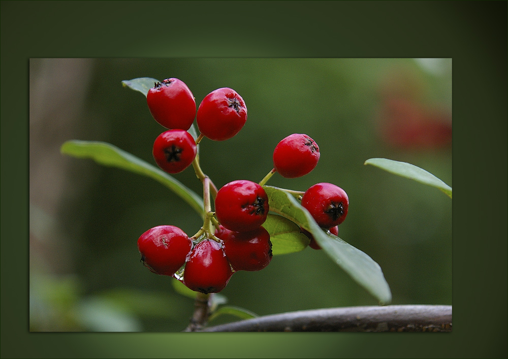 Cotoneaster salicifolius floccosus