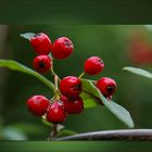 Cotoneaster salicifolius floccosus