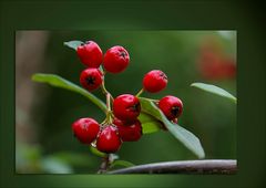 Cotoneaster salicifolius floccosus