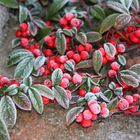 Cotoneaster sotto ghiaccio