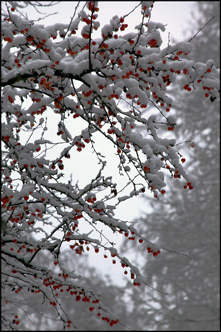 COTONEASTERS ENGUIRLANDES