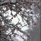 COTONEASTERS ENGUIRLANDES