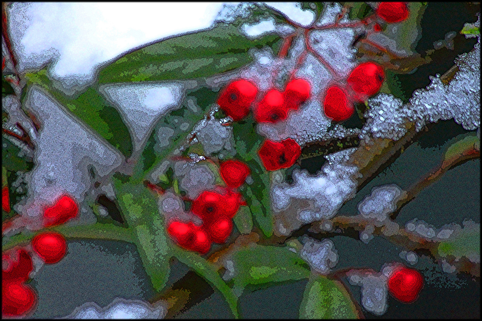 COTONEASTERS GIVRES