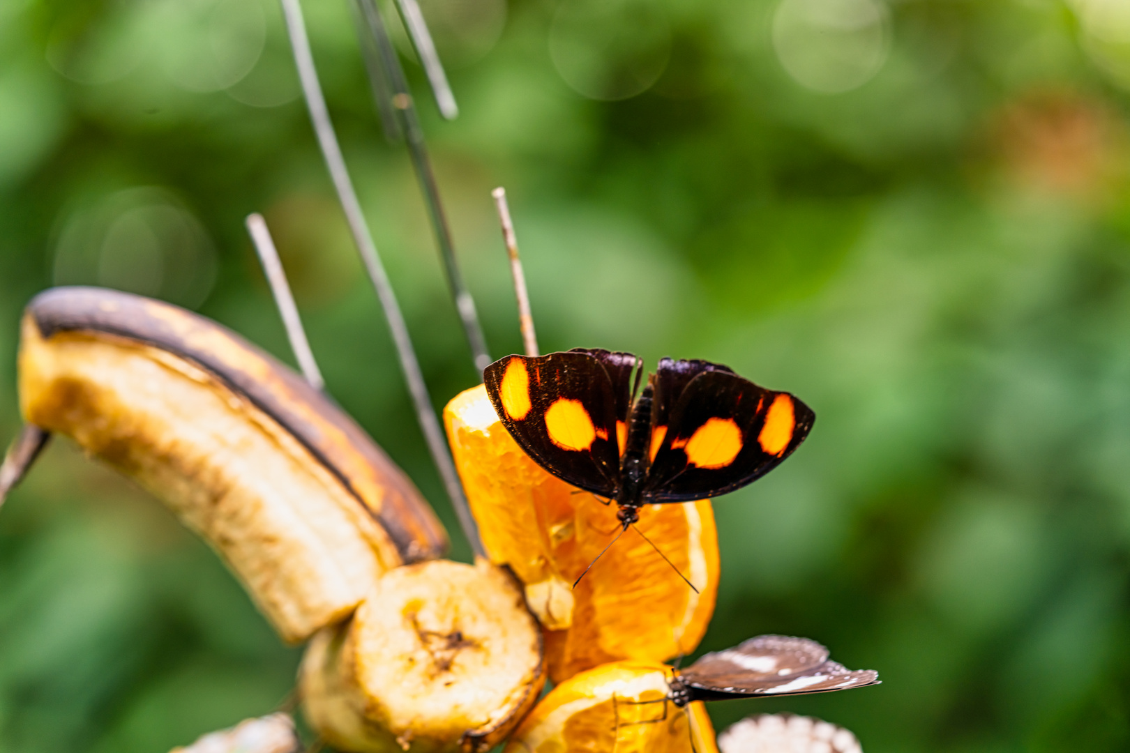 cotonephele numilia