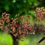 COTONUS EN FLEUR