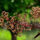 COTONUS EN FLEUR