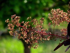 COTONUS EN FLEUR