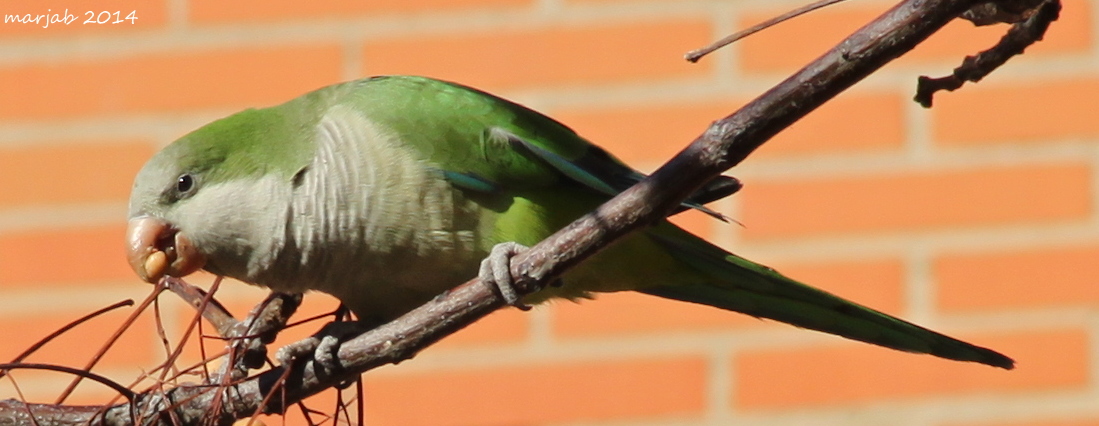 Cotorra Monje Eating