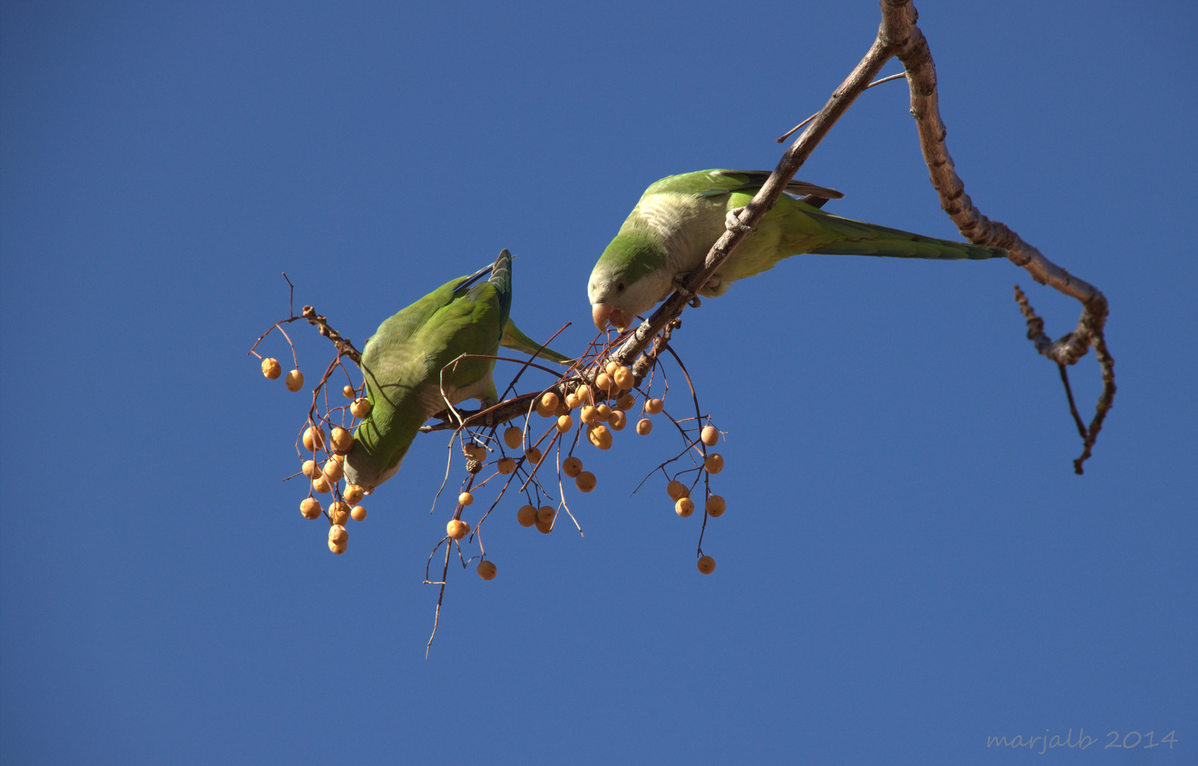 Cotorra Monje. Pareja comiendo. Couple eating