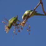 Cotorra Monje. Pareja comiendo. Couple eating