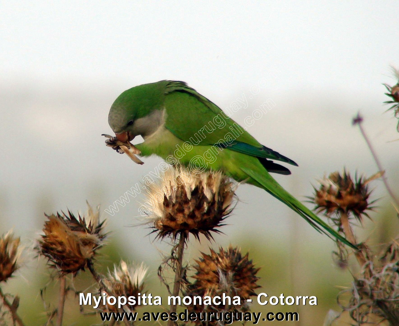 Cotorra - Myiopsitta monacha