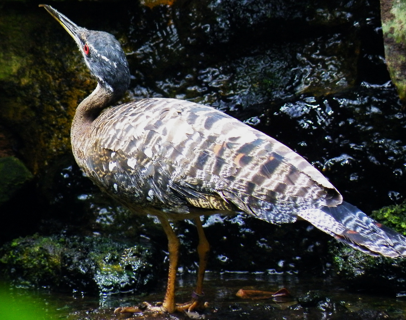 Cotswold wildlife park 2