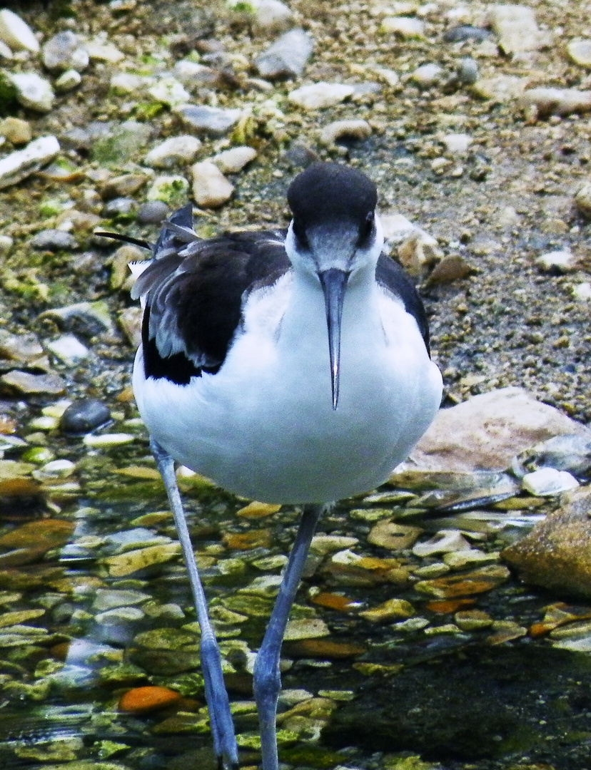 Cotswold wildlife park