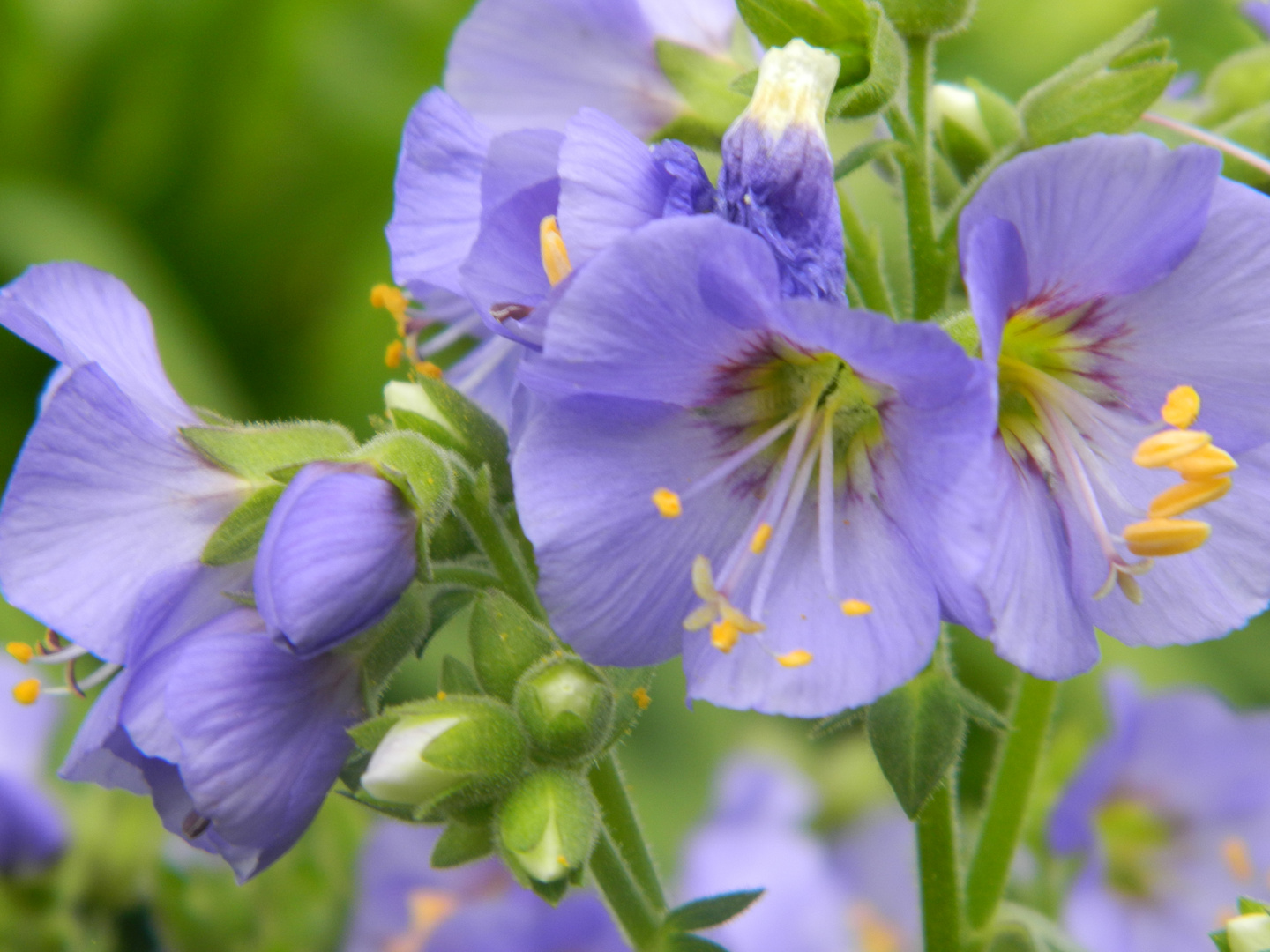 Cottage Garden