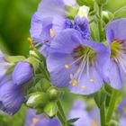 Cottage Garden