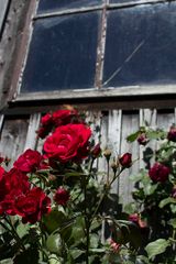 Cottage-Roses