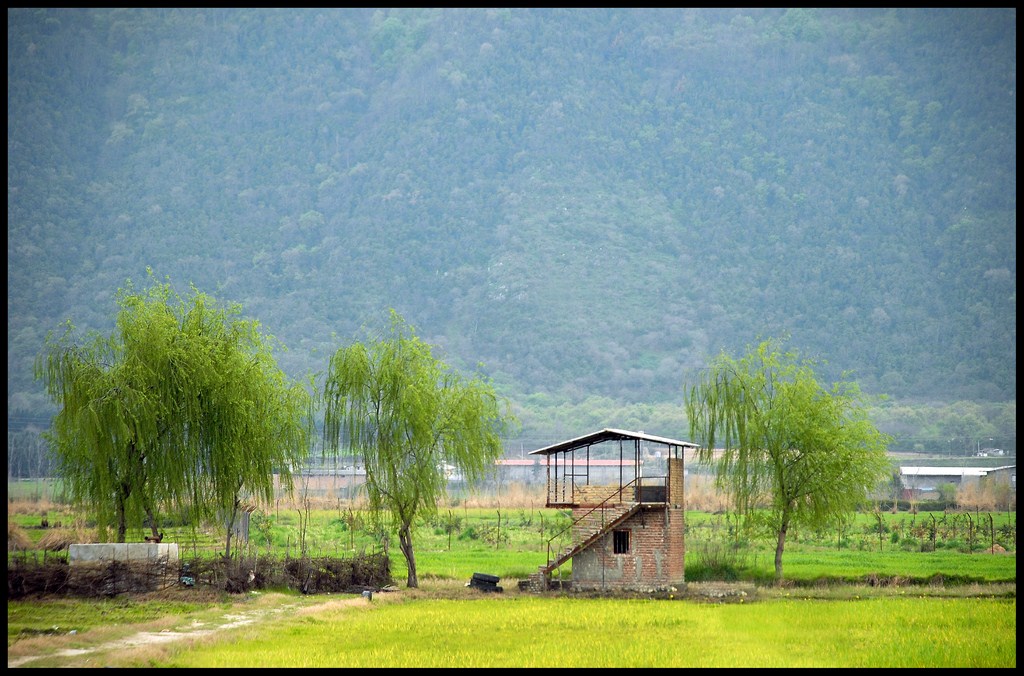 Cottages and willow trees