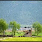 Cottages and willow trees