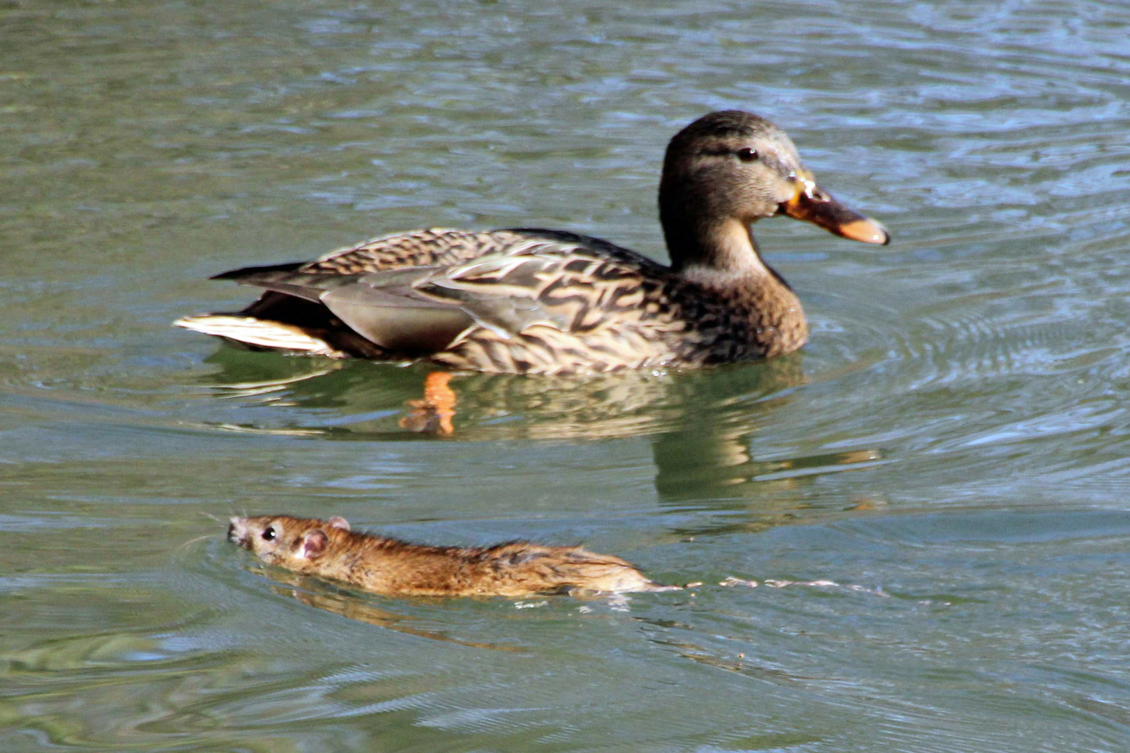 Cottbus: Begegnung in der Spree