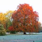 Cottbus, Branitzer Park: Am "reifen" Dienstag / 1