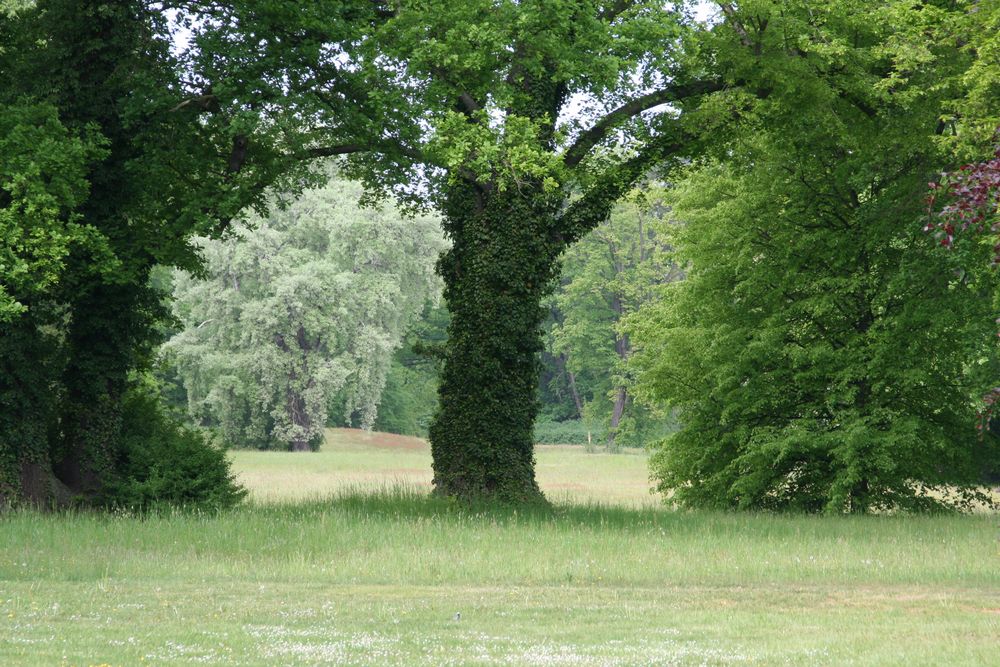 Cottbus; Branitzer Park Das Gotische Fenster Foto &amp; Bild