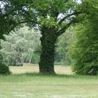 Cottbus; Branitzer Park: Das Gotische Fenster