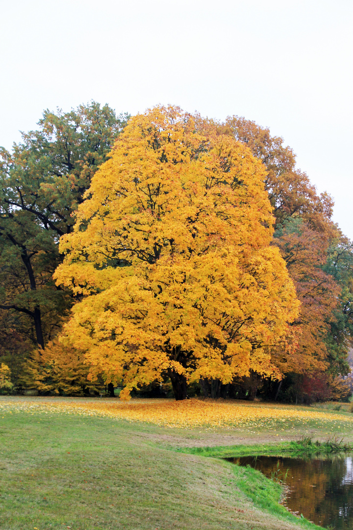 Cottbus, Branitzer Park: Das leuchtende Gelb des Herbstes