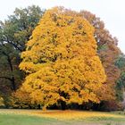 Cottbus, Branitzer Park: Das leuchtende Gelb des Herbstes