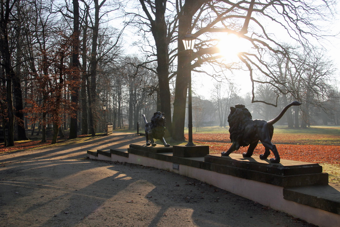 Cottbus: Branitzer Park: Löwen im Gegenlicht.