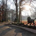 Cottbus: Branitzer Park: Löwen im Gegenlicht.