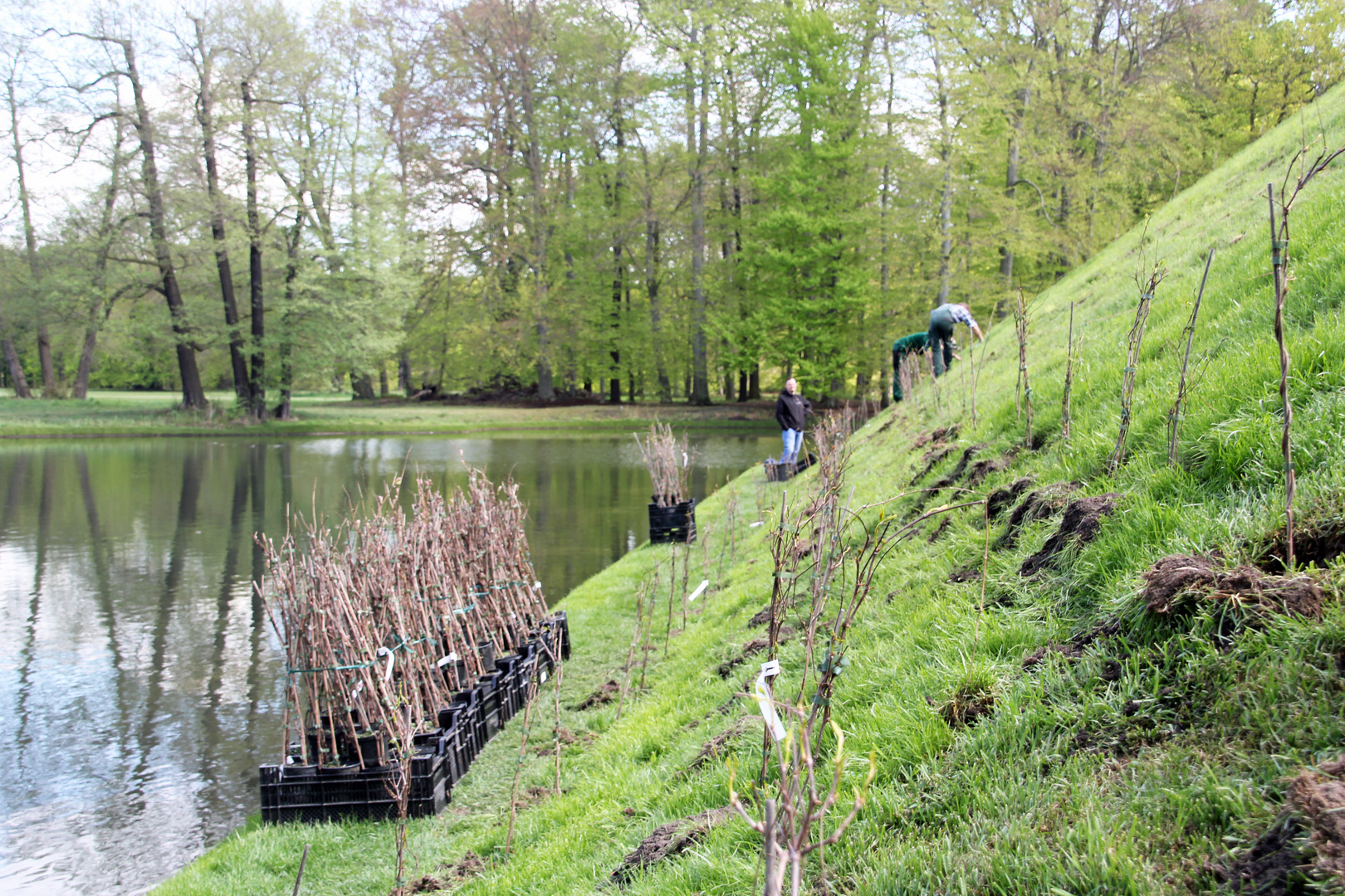 Cottbus, Branitzer Park: Neubepflanzung der Seepyramide