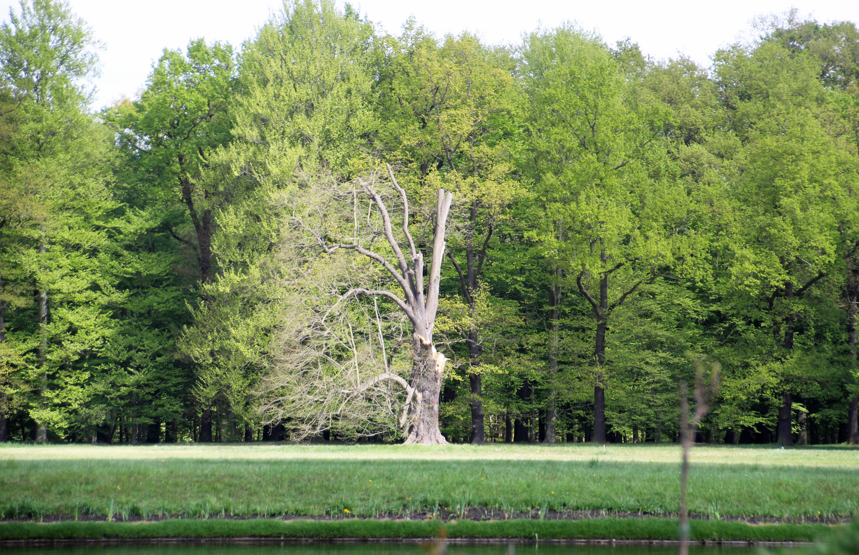 Cottbus, Branitzer Park: Niklasgeschädigter Baum von der Seepyramide aus gesehen.