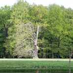 Cottbus, Branitzer Park: Niklasgeschädigter Baum von der Seepyramide aus gesehen.