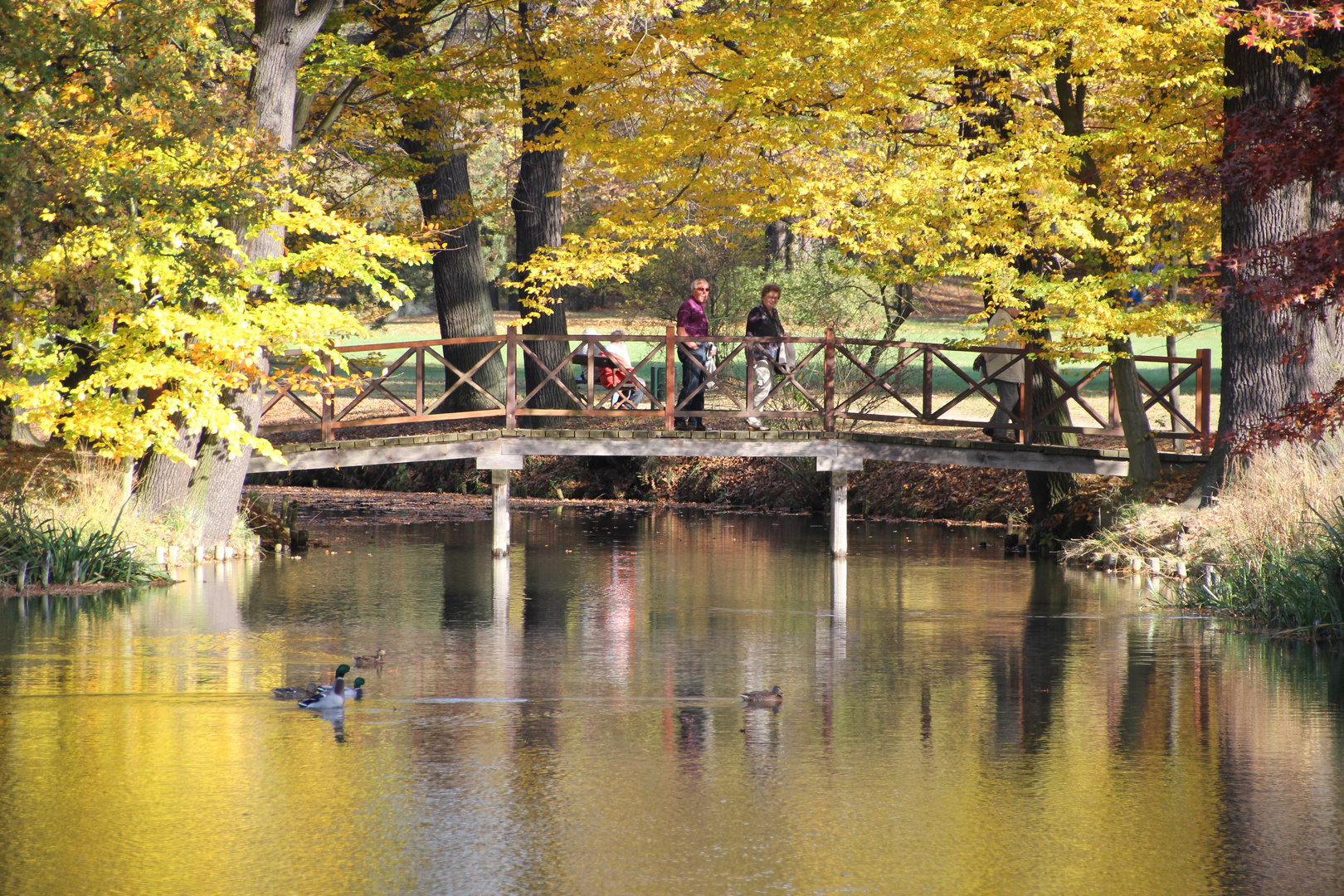 Cottbus, Brücke im Branitzer Park