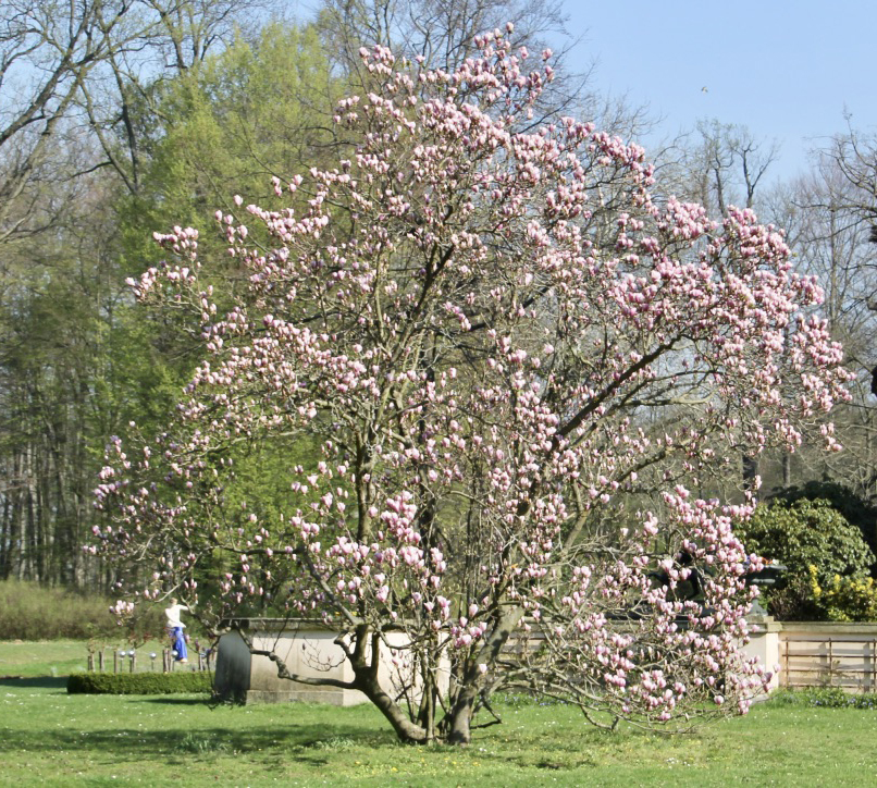Cottbus: Magnolie im Branitzer Park