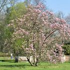 Cottbus: Magnolie im Branitzer Park