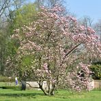 Cottbus: Magnolie im Branitzer Park