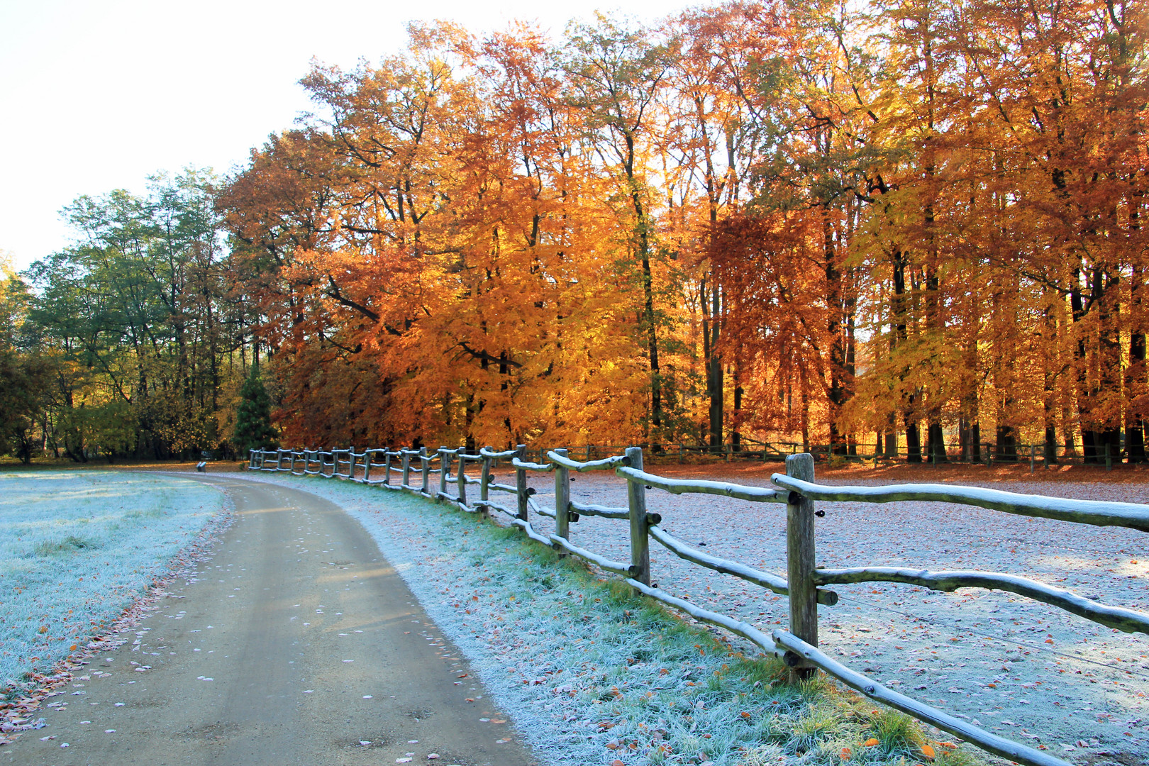 Cottbus: Morgenreif im Spreeauenpark