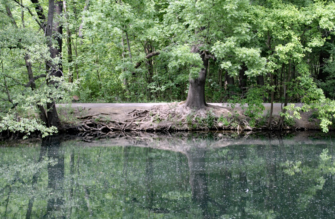 Cottbus: Spiegelung am linken Ufer der Spree