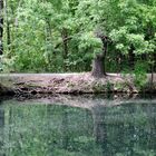 Cottbus: Spiegelung am linken Ufer der Spree