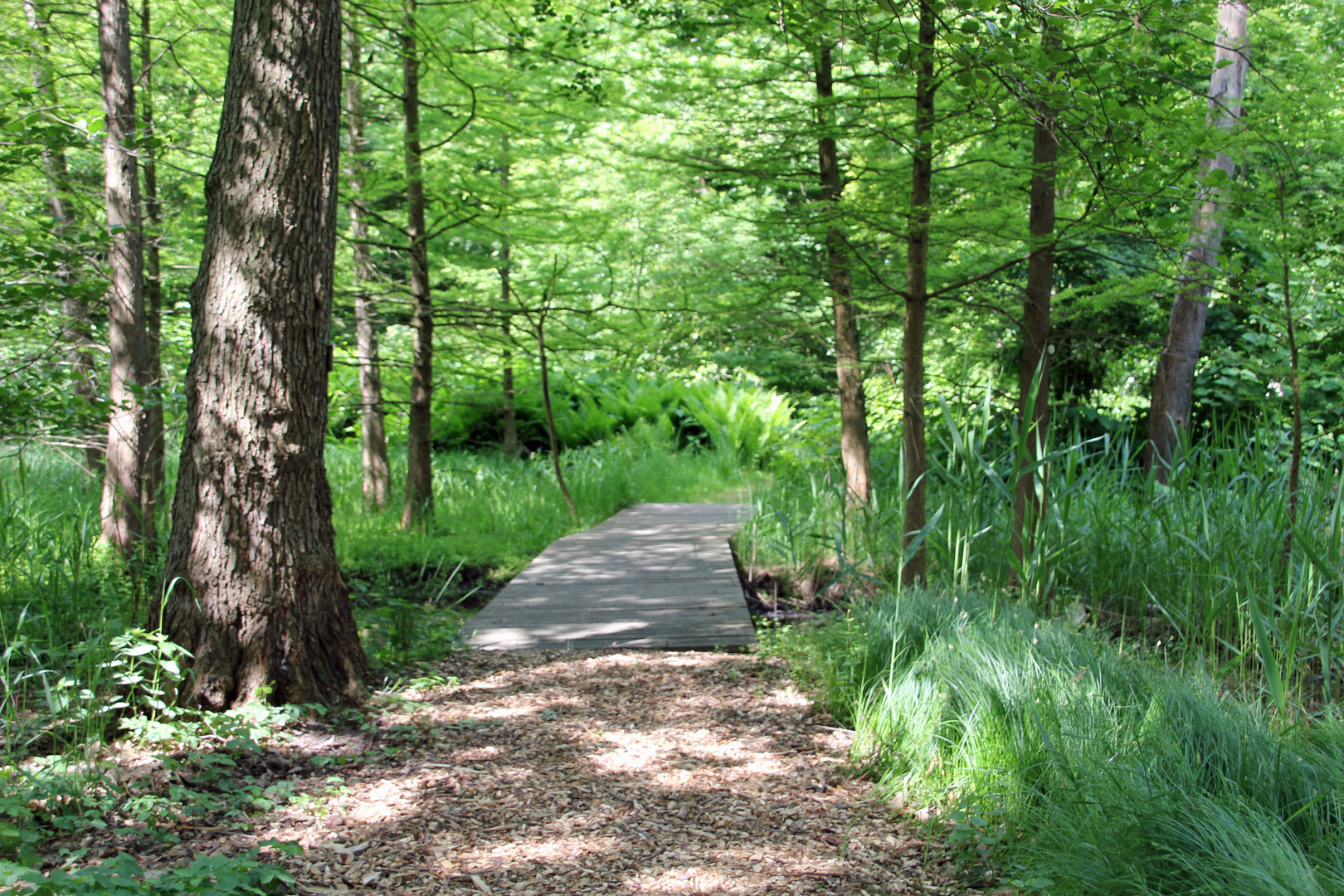 Cottbus, Spreeauenpark: Brücke im Teriärwald