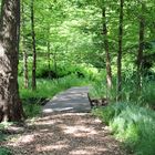 Cottbus, Spreeauenpark: Brücke im Teriärwald