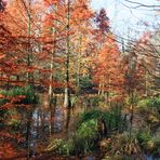 Cottbus, Spreeauenpark: Herbstlicher Tertiärwald
