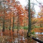 Cottbus, Spreeauenpark: Im herbstlichen Tertiärwald