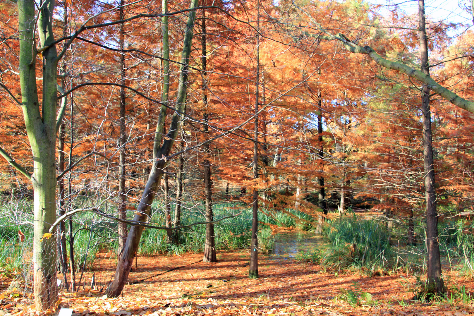 Cottbus: Sumpfzypressen im Tertiärwald des Spreeauenparkes