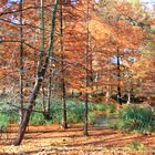 Cottbus: Sumpfzypressen im Tertiärwald des Spreeauenparkes