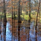 Cottbus: Sumpfzypressen im Tertiärwald des Spreeauenparkes