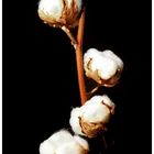 cotton